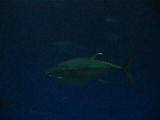 tuna 1